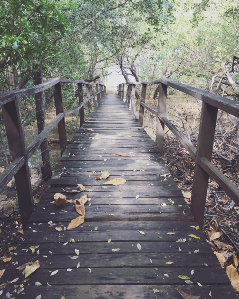 Bridge in Costa Rica